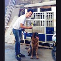 dongie