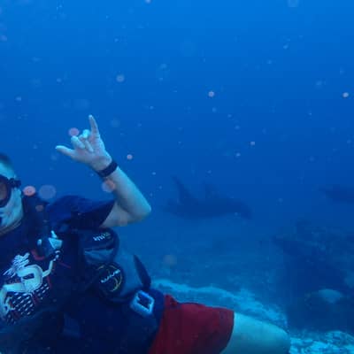 Winesharky