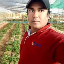 Thant