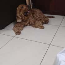 Joha