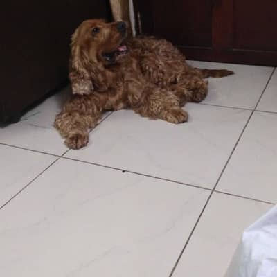 Joha