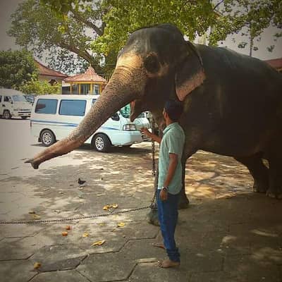 pawan