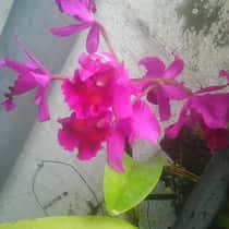 Thess
