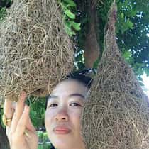noi Oychay