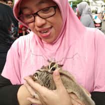 Aderis
