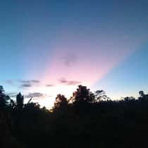 nuis