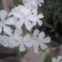 Nury S.Ditomopa