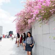 Cempaka