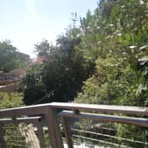 ساره