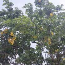 kysi