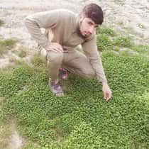hamza