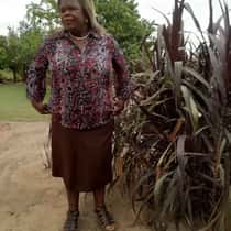 Masindis