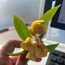 SOKHA
